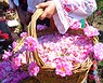 Cesta rosas, Festival de la Rosa
