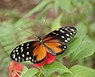 Mariposa