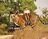 Tigre en la jungla