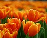 Tulipanes naranjas, Amsterdam Tulipanes naranjas, Amsterdam