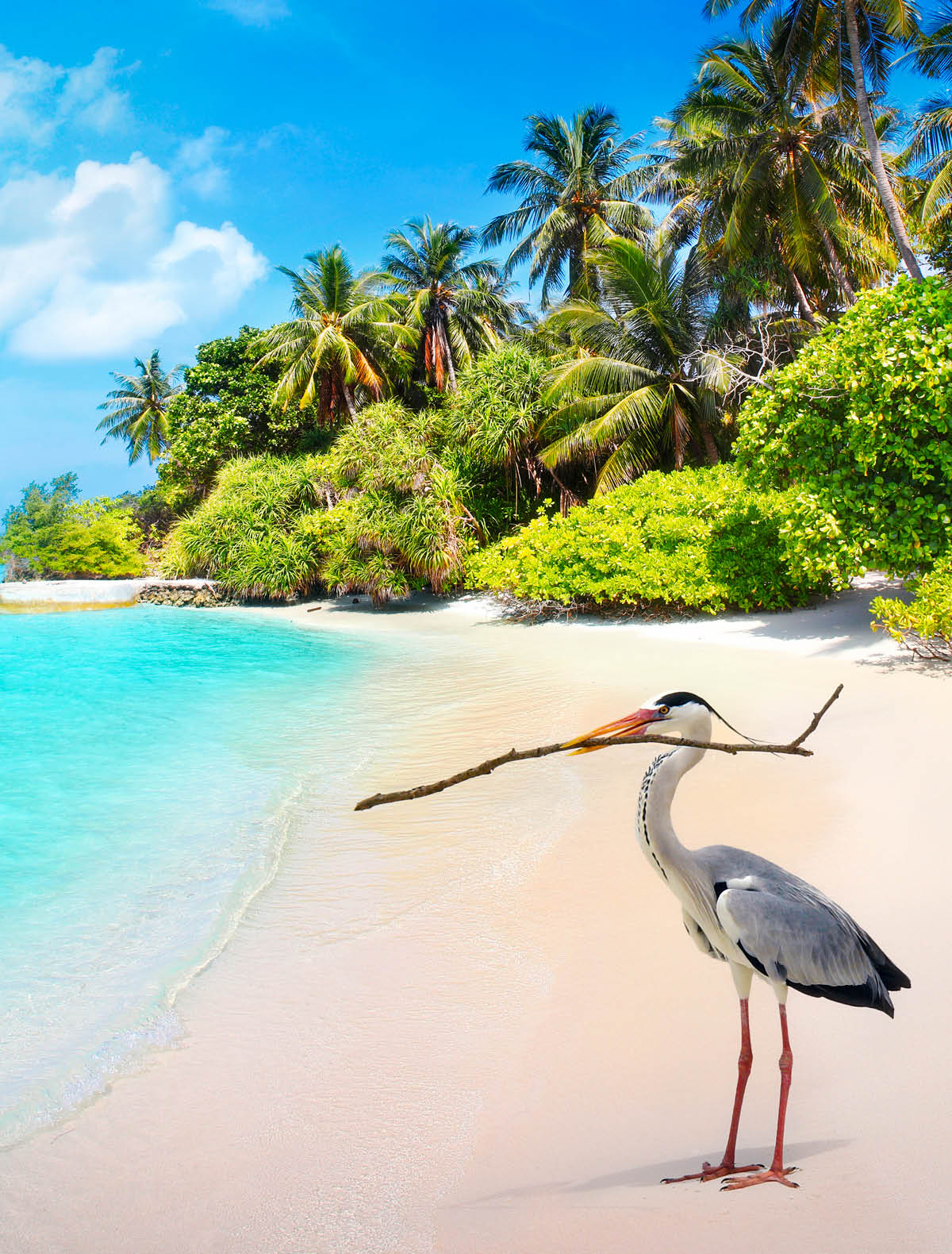 Gray heron bird on the beach at Bandos island in Maldives