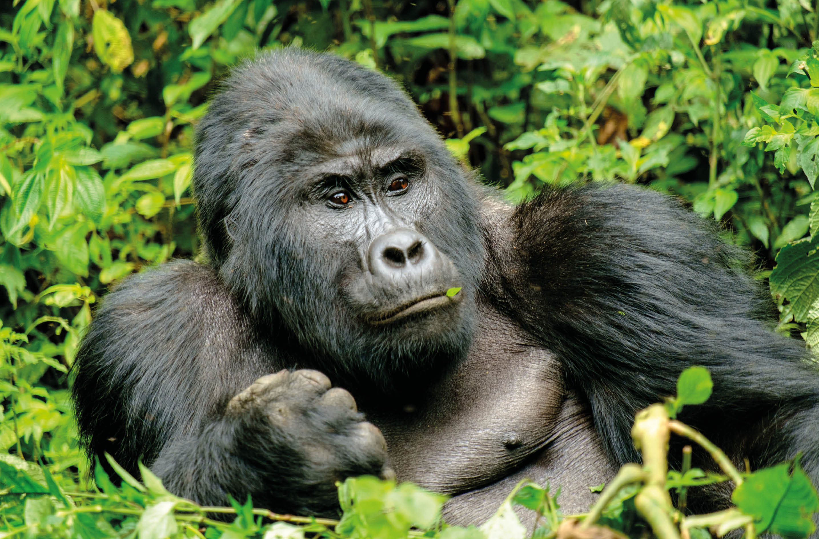 Wild Silverback Gorilla