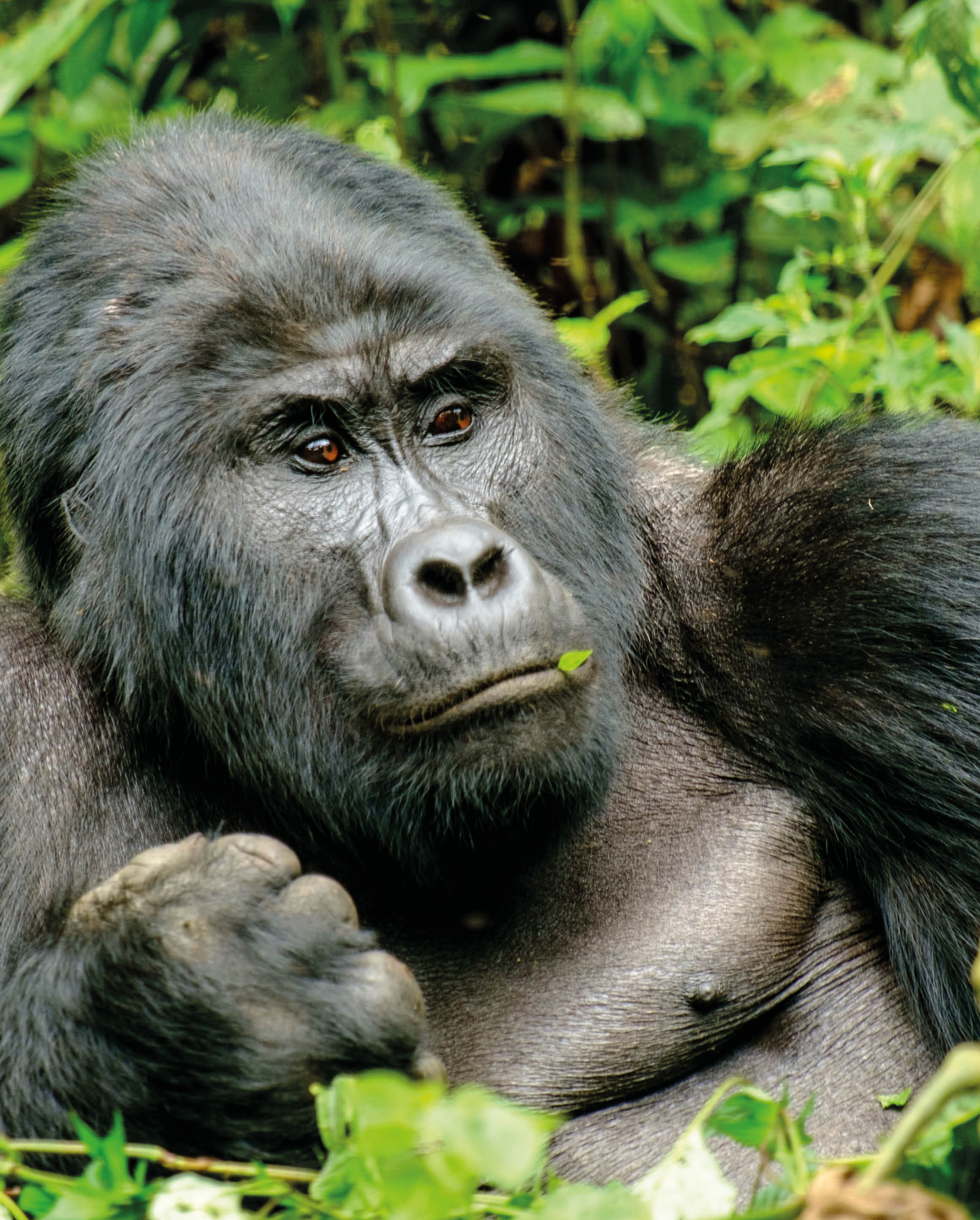 Wild Silverback Gorilla