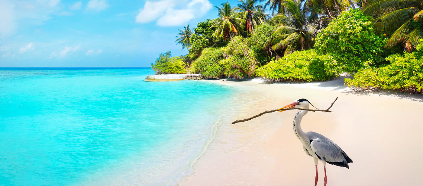 Gray heron bird on the beach at Bandos island in Maldives