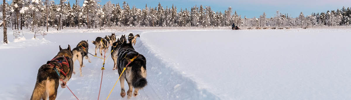 Dog sledding with huskies in beautiful sunrise in Swedish Lapland