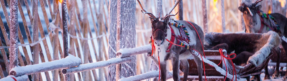 Reindeer with sledge in winter forest in Rovaniemi, Lapland, Finland
