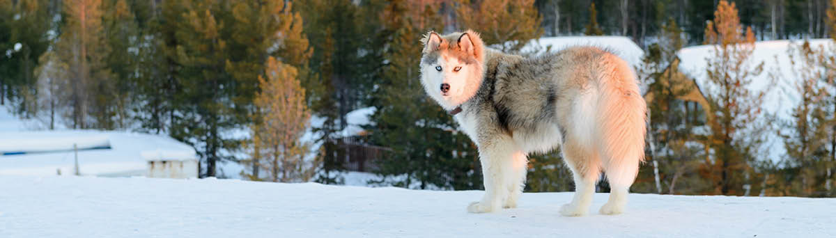 Huski dog on the Yamal Peninsula