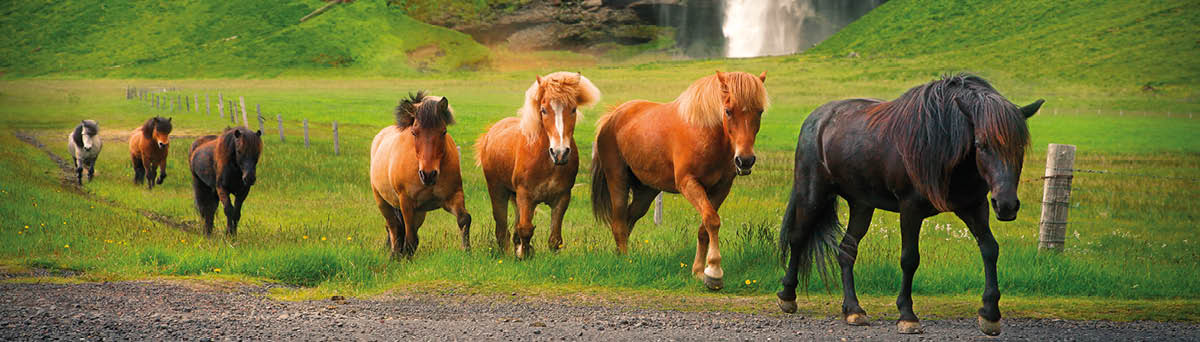 Group of Icelandic horses at Seljalandsfoss waterfall in the South region of Iceland