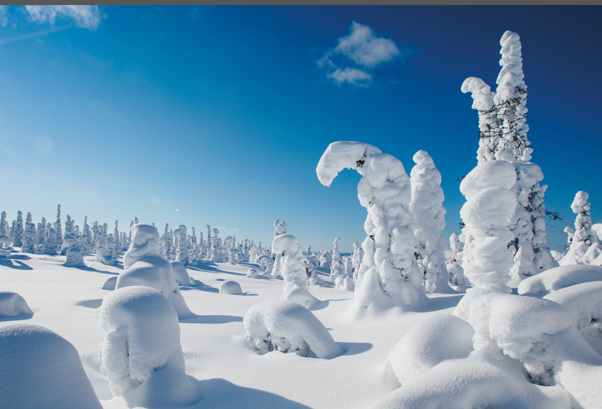 Cold winter with lot of snow and blue sky  Snow covered fir trees on the background  Beautiful snowy winter landscape  Finland, Lapland