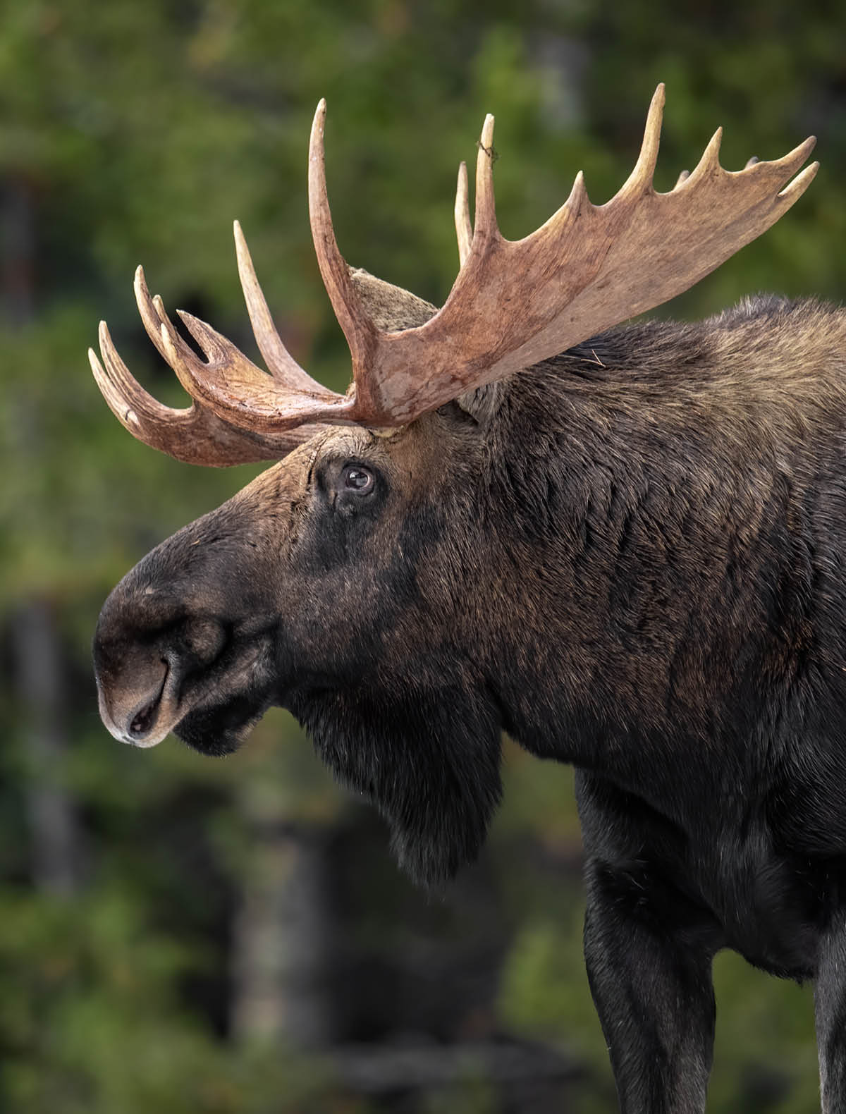 Moose in Jasper Canada in Winter