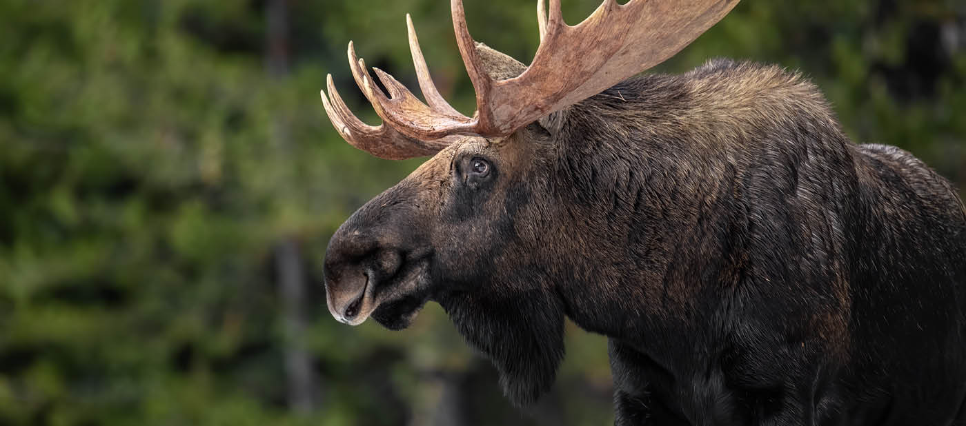 Moose in Jasper Canada in Winter
