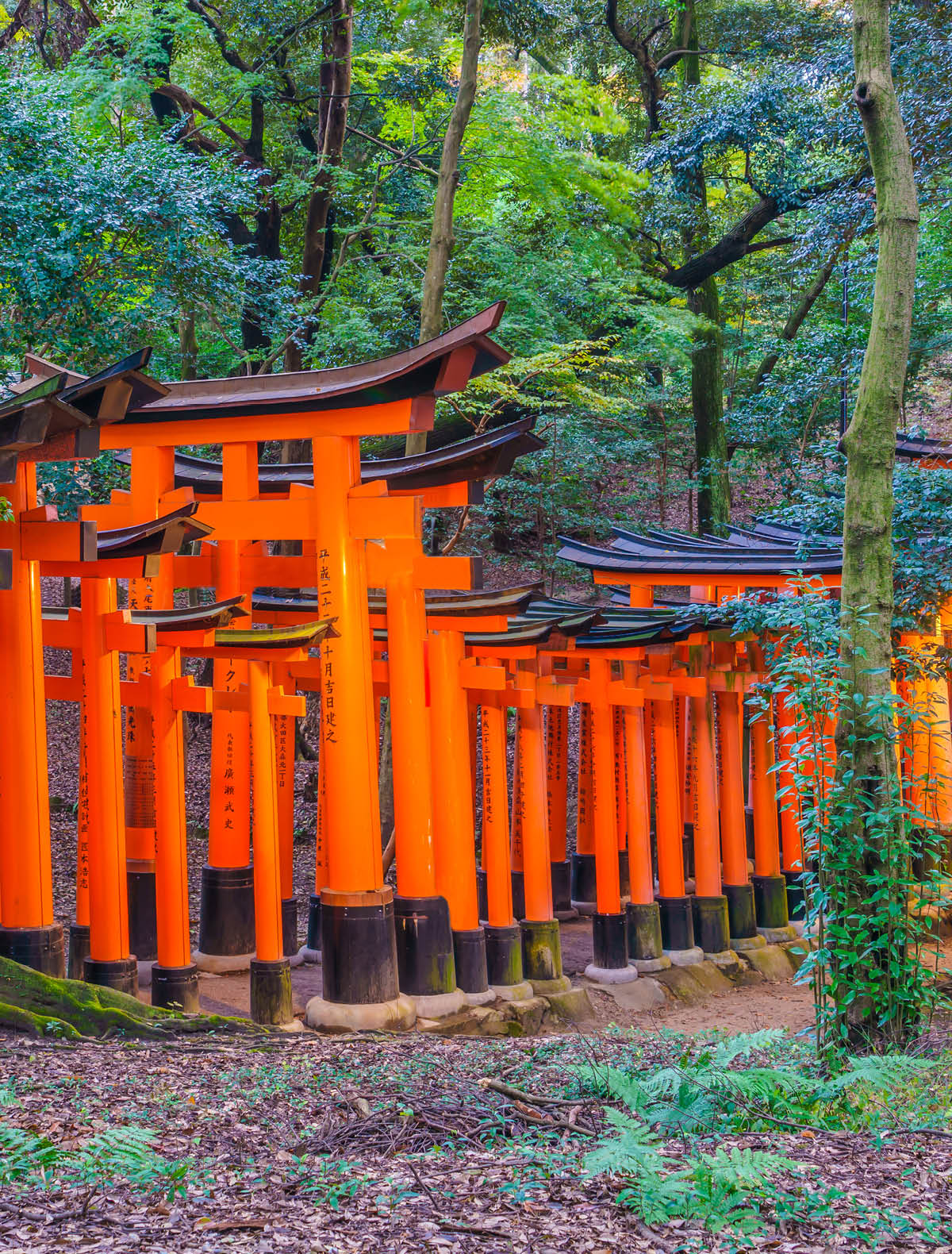Red Tori Gate at Fushimi Inari Shrine Temple in Kyoto, Japan