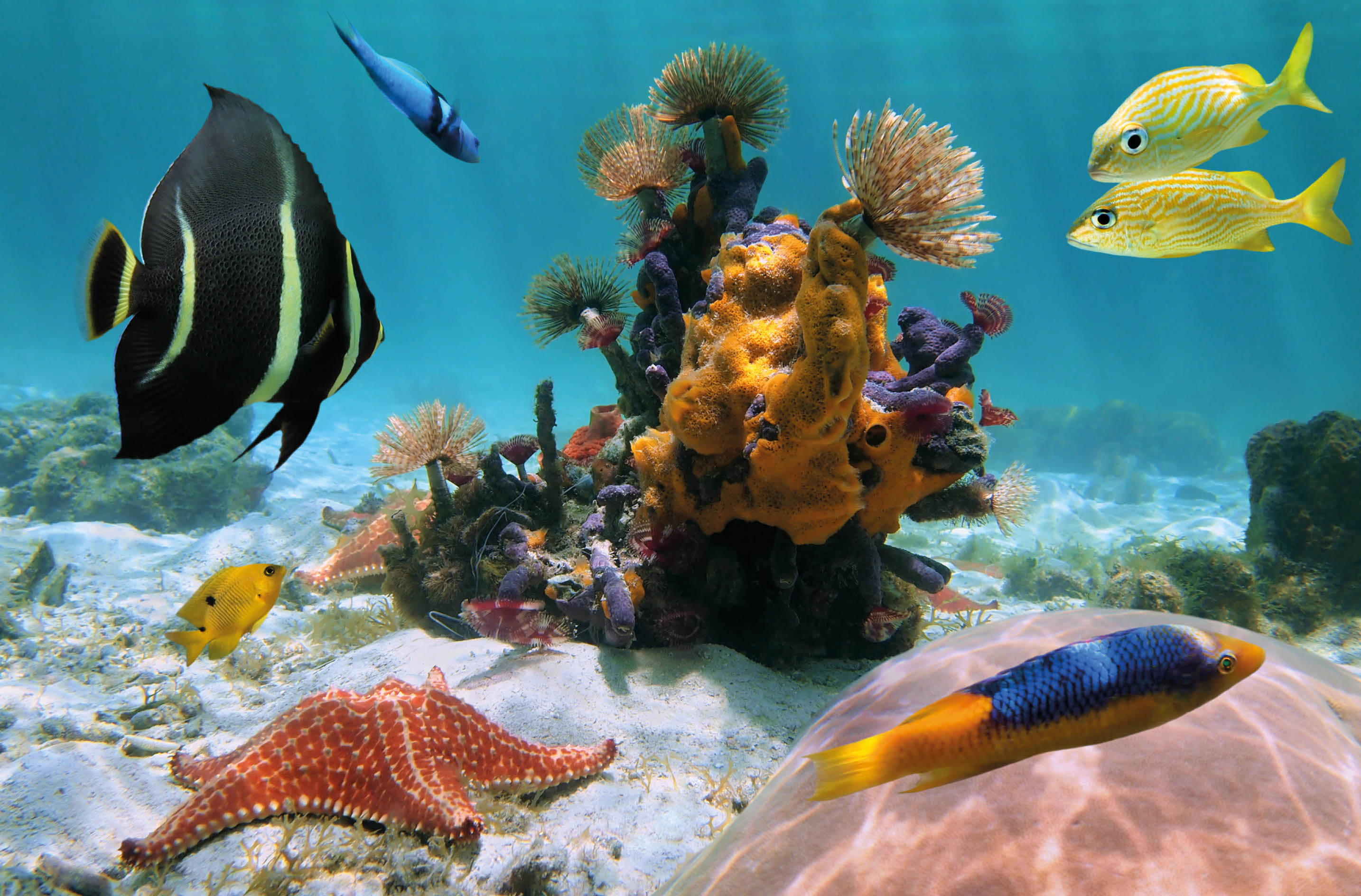 Colorful underwater sea life on the seabed with marine worms, sea sponges, starfish, coral, and tropical  fish, Caribbean sea, Mexico