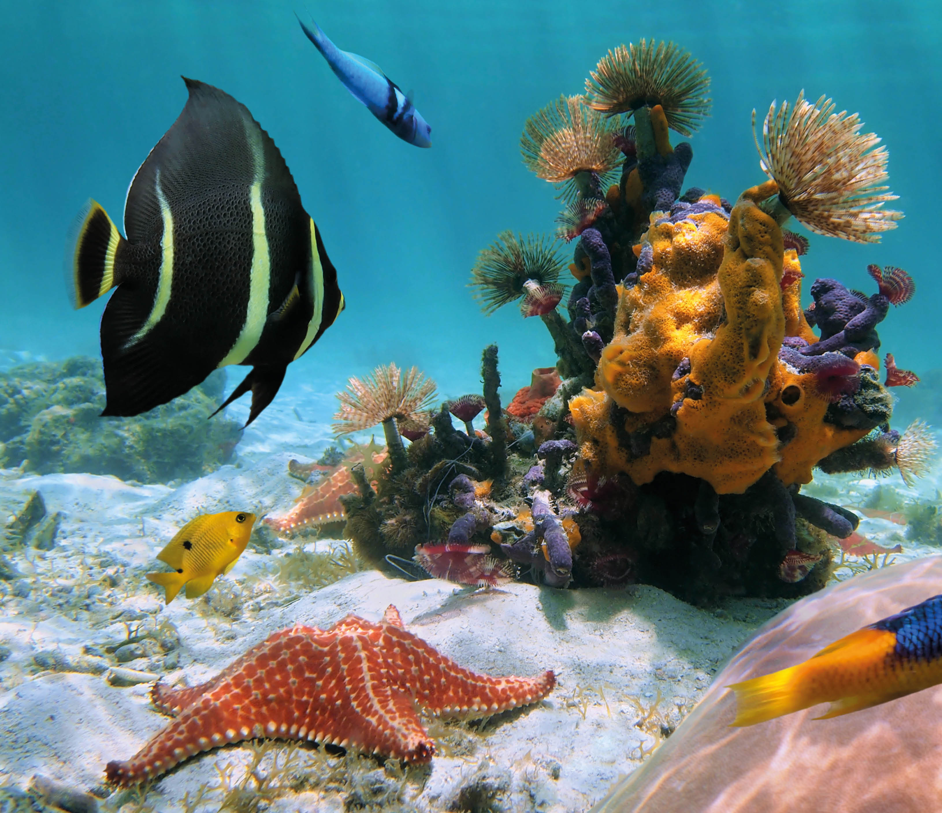 Colorful underwater sea life on the seabed with marine worms, sea sponges, starfish, coral, and tropical  fish, Caribbean sea, Mexico