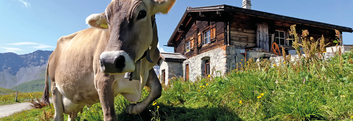 in summer in Switzerland