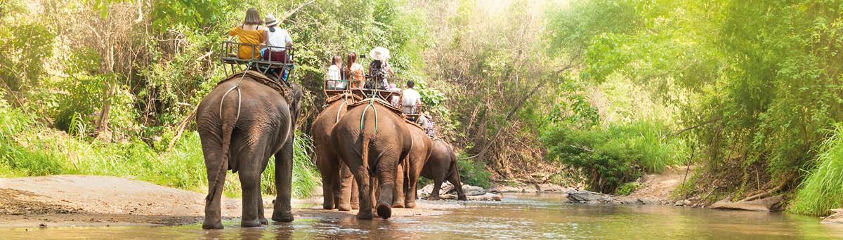 Group tourists to ride on elephant in forest chiang mai, northern Thailand