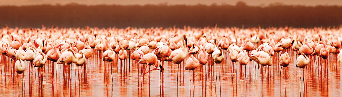 African flamingos in the lake over beautiful sunset, flock of exotic birds at natural habitat, Africa landscape, Kenya nature, Lake Nakuru national park reserve