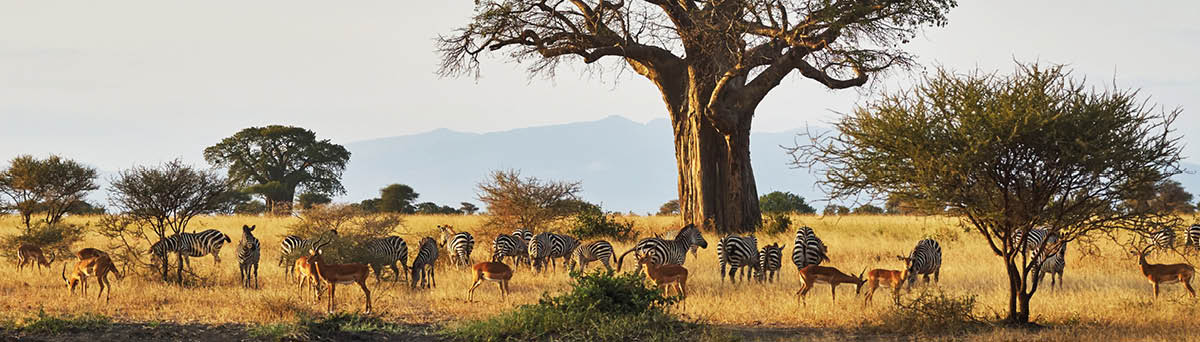 Landscape of an african park with baobab, zebras and impala