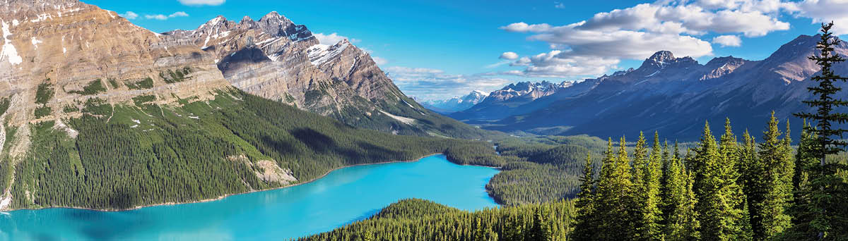 Panoramic view of turquoise Lake Peyto with surrounding snow-covered mountains and forest in the valley during sunny summer day, Banff National Park, Canadian Rockies, Canada 