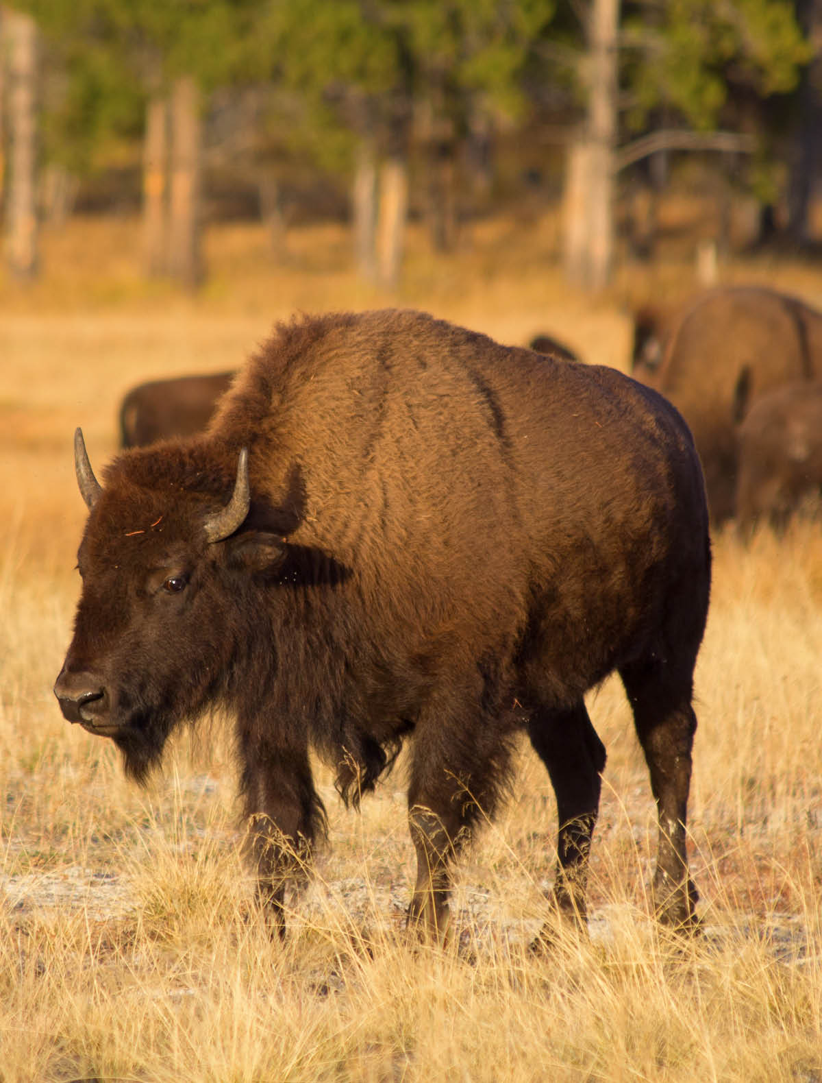 Bison in the Yellowstone national park, Wyoming, USA