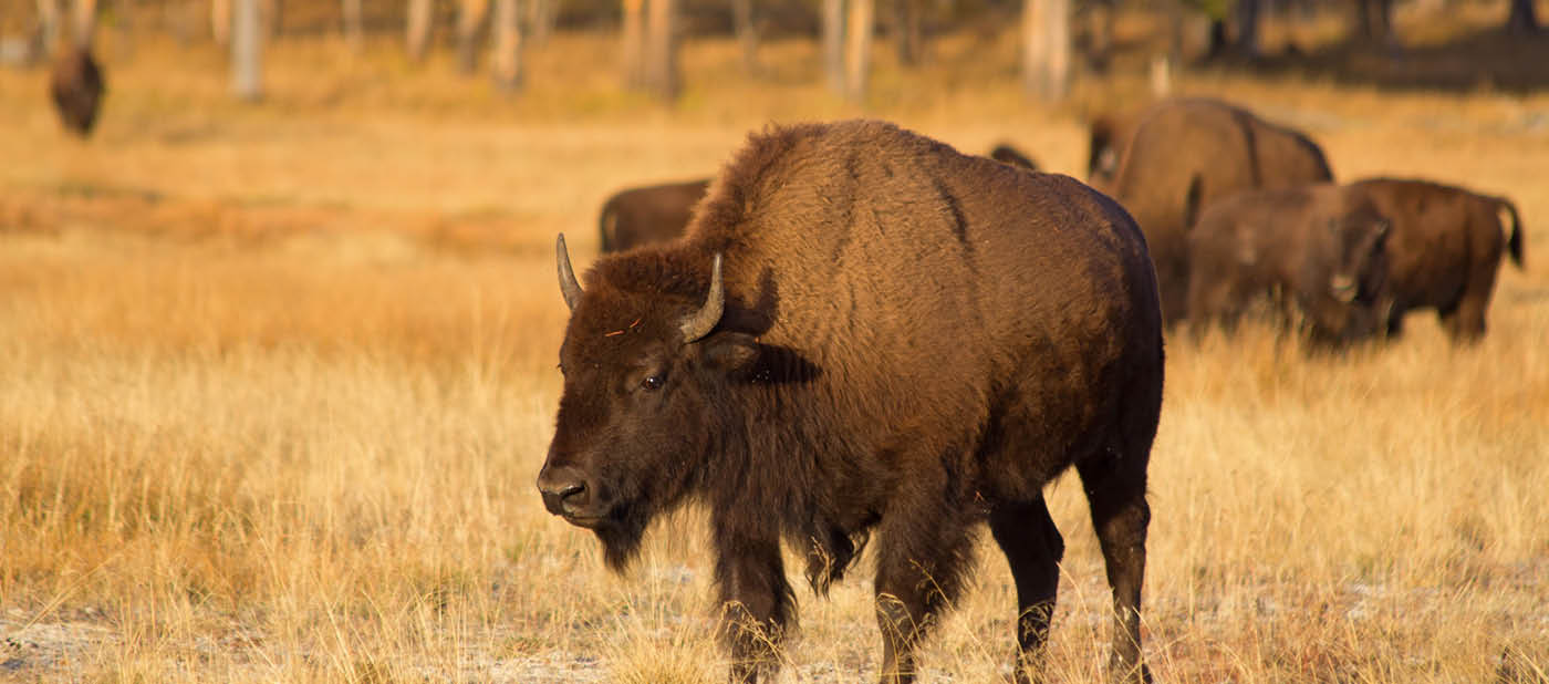 Bison in the Yellowstone national park, Wyoming, USA