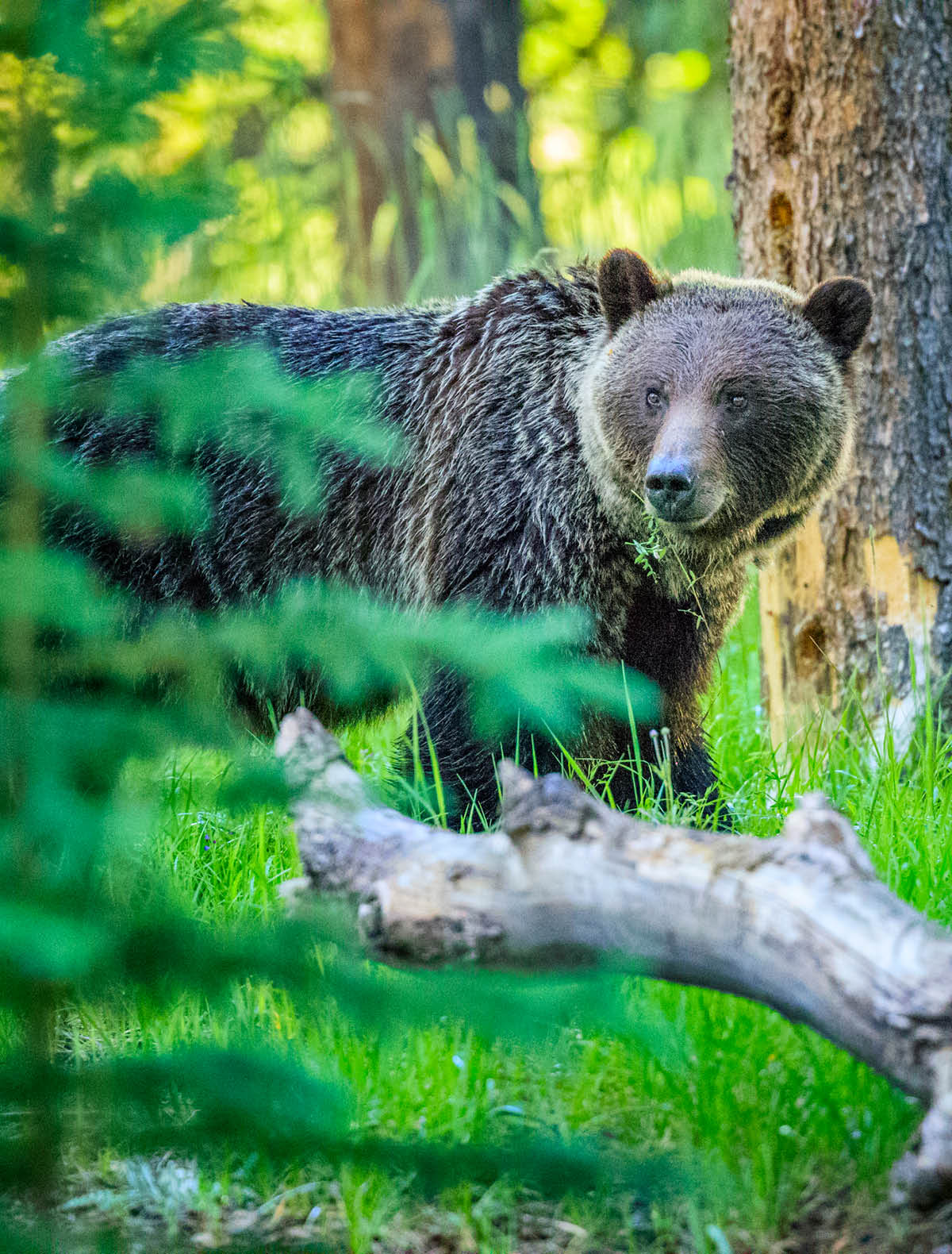 Grizzly Bear in Jasper National Park, Canada