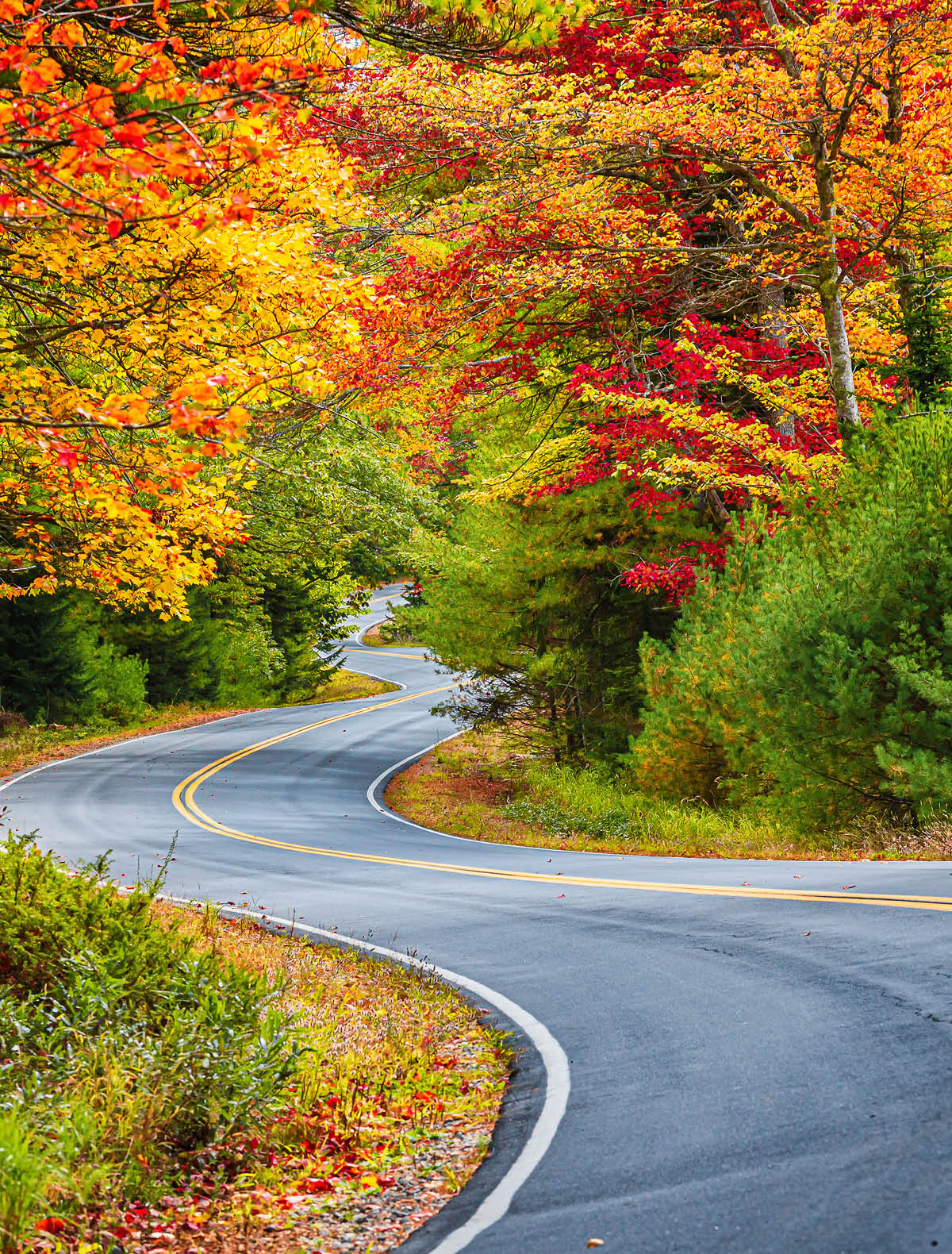 Winding road curves through scenic autumn foliage trees in New England.