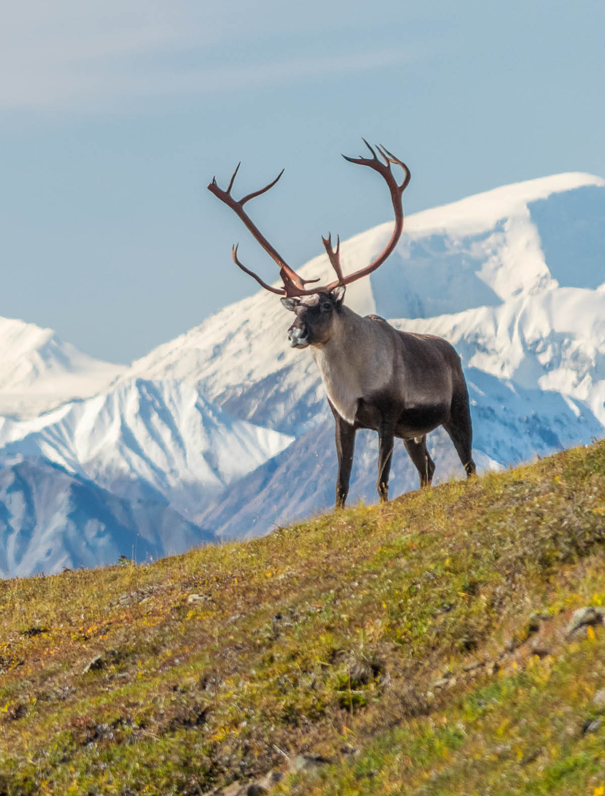 Majestic caribou bull in front of the mount Denali, ( mount Mckinley), Alaskal