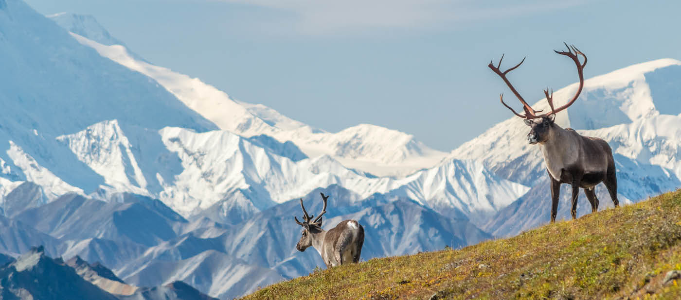 Majestic caribou bull in front of the mount Denali, ( mount Mckinley), Alaskal