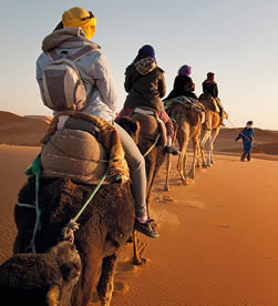 Anonymous guide leads camels with tourists riding into setting sun in Sahara desert  