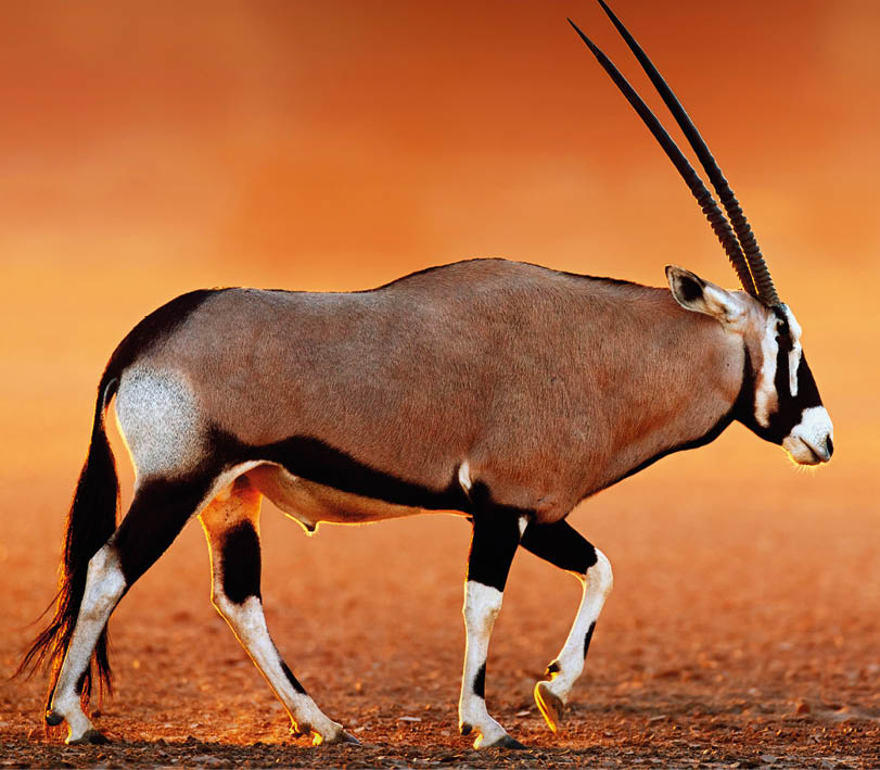 Gemsbok  ( Oryx gazella) on dusty desert plains at sunset   Kalahari -  South Africa