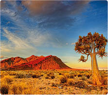 An indigenous quiver tree captured at dusk near Klein Pella in the Gordonia district on the South African and Namibian border  