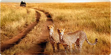 Group of cheetah in the Serengeti National Park on a sunset background  Wildlife natural image   African safari 