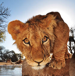 Lions in south africa; Shutterstock ID 81211159; PO: catai papel