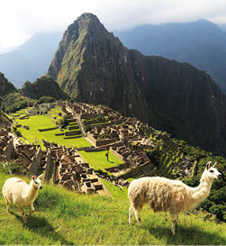 Llama at Machu Picchu in Peru